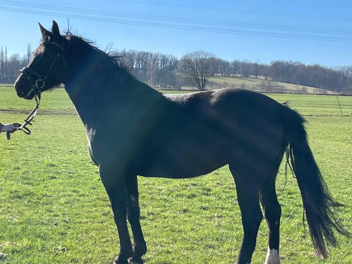 Zwaar warmbloed Merrie 5 Jaar 163 cm Zwart in Chemnitz, Sachsen