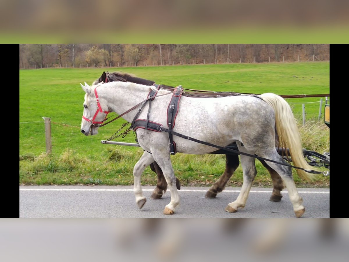 Zwaar warmbloed Merrie 5 Jaar 165 cm Schimmel in Kamenz