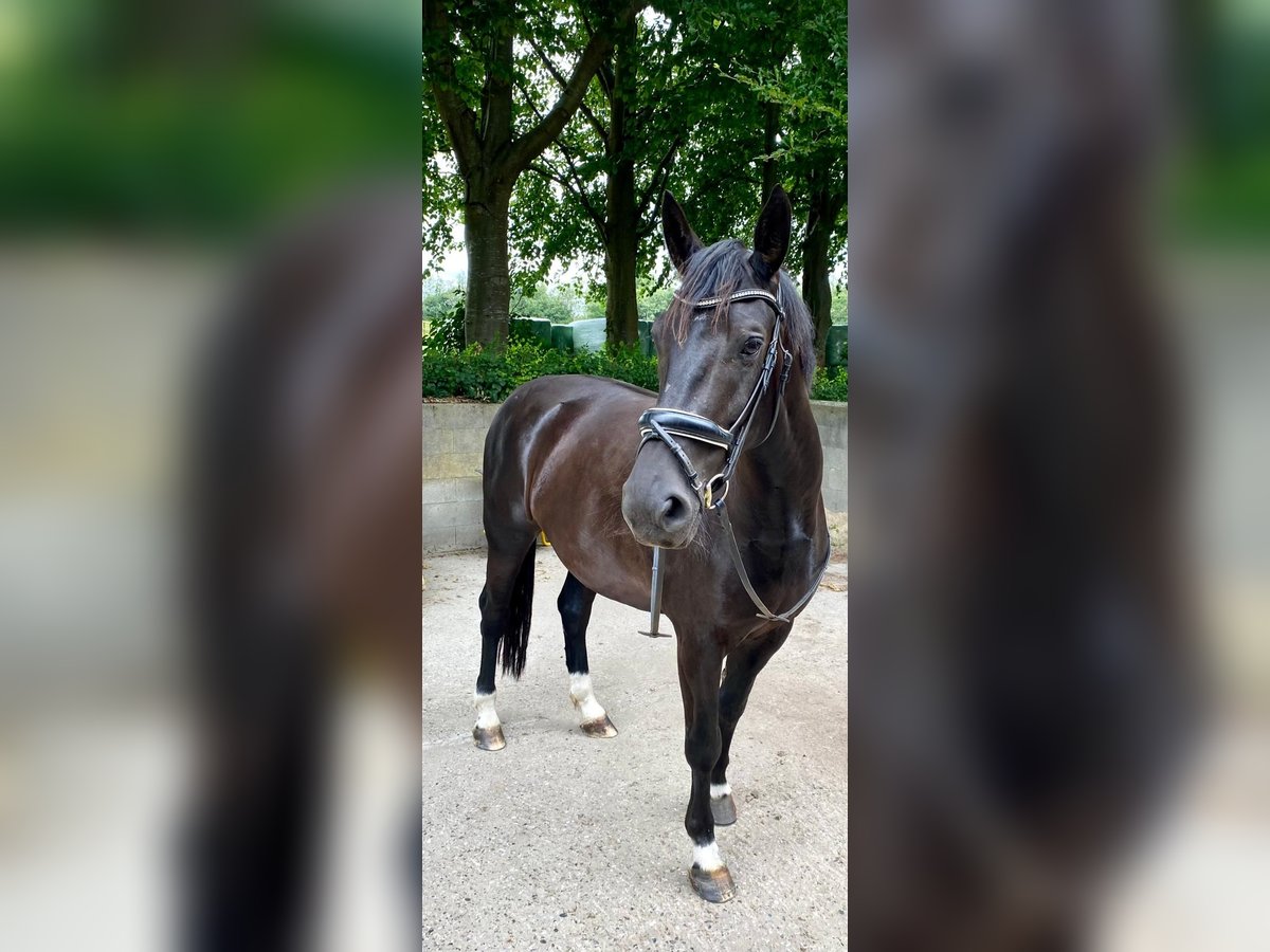 Zwaar warmbloed Merrie 6 Jaar 165 cm Zwart in Aalestrup