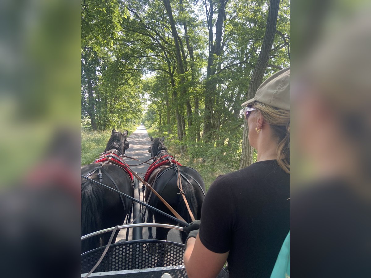 Zwaar warmbloed Ruin 10 Jaar 165 cm Zwart in Altlandsberg