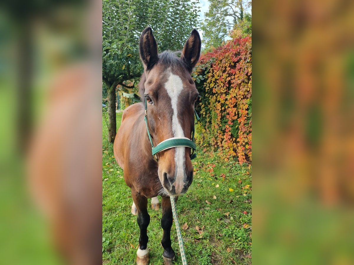 Zwaar warmbloed Ruin 20 Jaar 162 cm Bruin in Mannheim