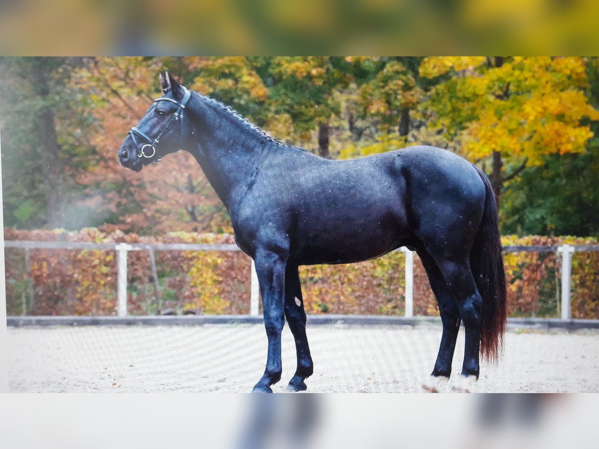 Zwaar warmbloed Ruin 2 Jaar 162 cm Zwart in Panschwitz-Kuckau