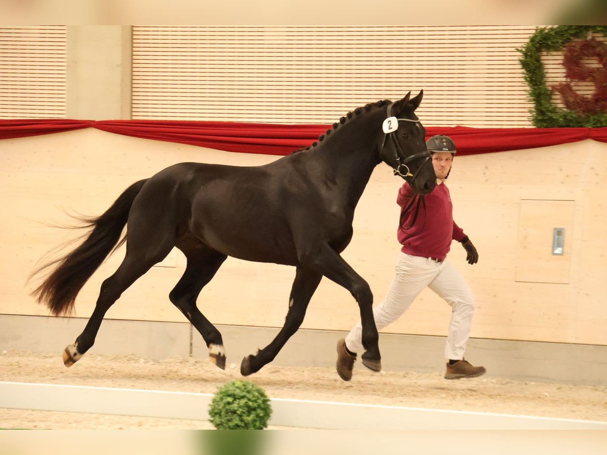 Zwaar warmbloed Ruin 2 Jaar 163 cm Zwart in Panschwitz-Kuckau