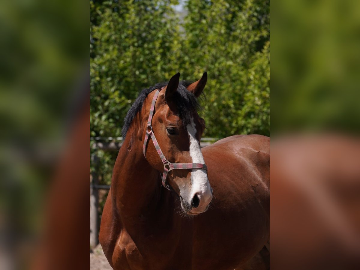 Zwaar warmbloed Ruin 3 Jaar 164 cm Bruin in Hermsdorf