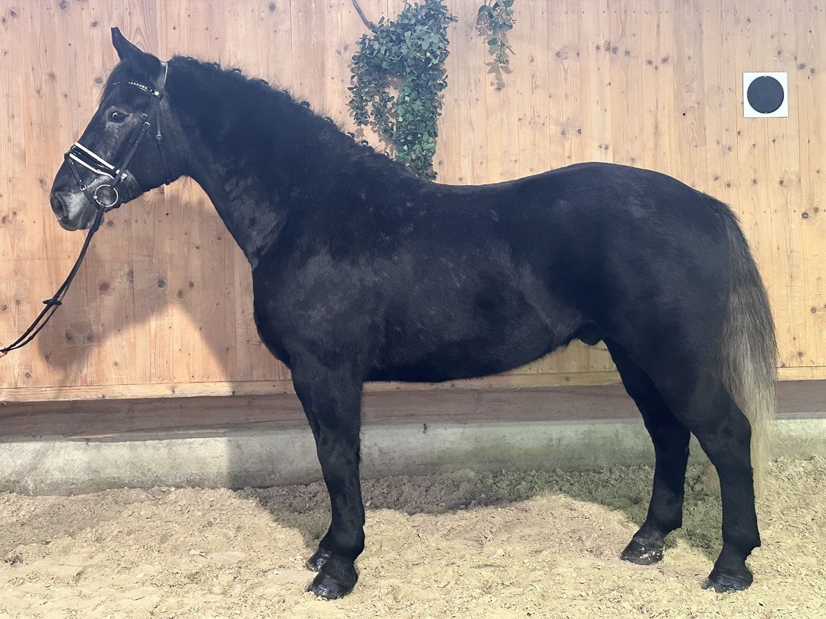 Zwaar warmbloed Ruin 4 Jaar 164 cm Zwartschimmel in Riedlingen