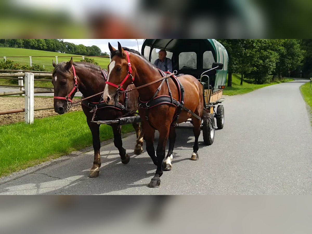 Zwaar warmbloed Ruin 4 Jaar 165 cm Bruin in Kamenz