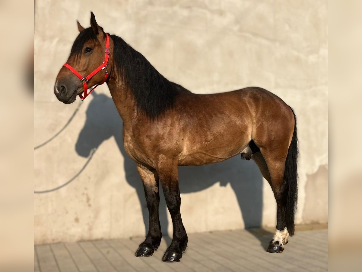 Zwaar warmbloed Mix Ruin 5 Jaar 160 cm Roodbruin in G&#xF6;rlitz