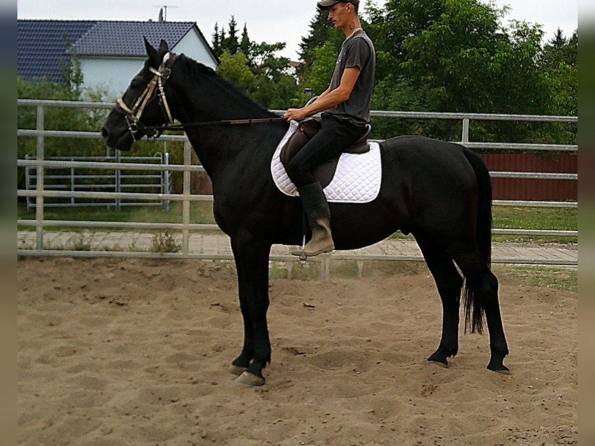 Zwaar warmbloed Ruin 5 Jaar 160 cm Zwart in Buttst&#xE4;dt