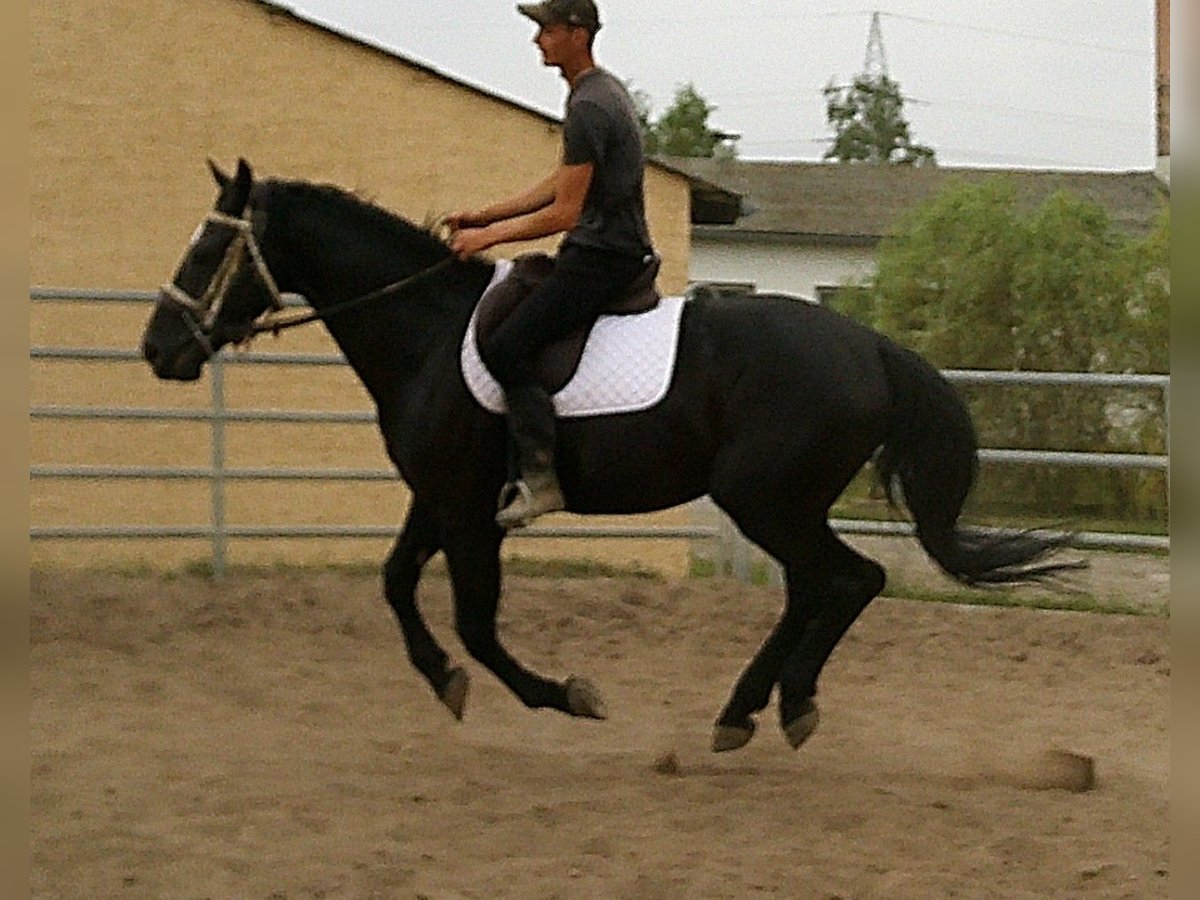 Zwaar warmbloed Ruin 5 Jaar 160 cm Zwart in Buttst&#xE4;dt