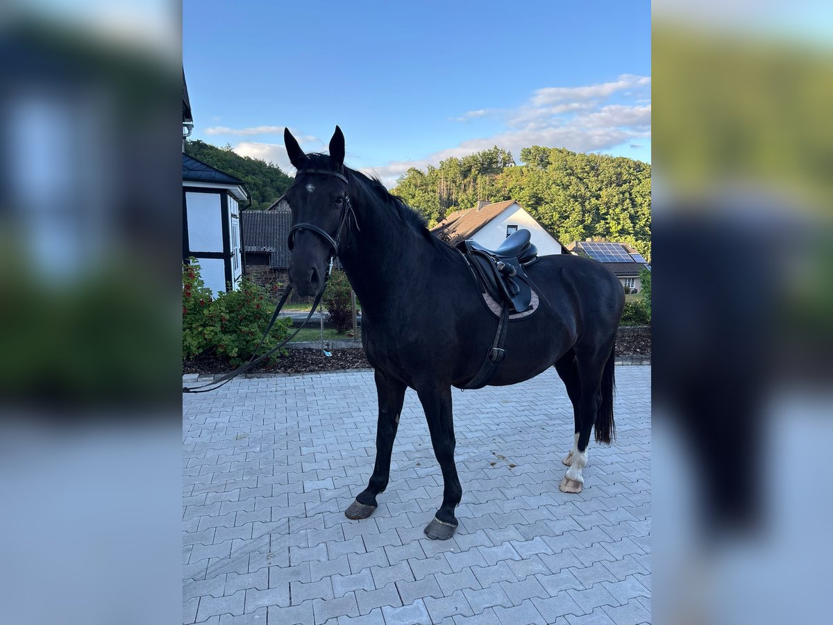 Zwaar warmbloed Ruin 5 Jaar 167 cm Zwart in Hallenberg
