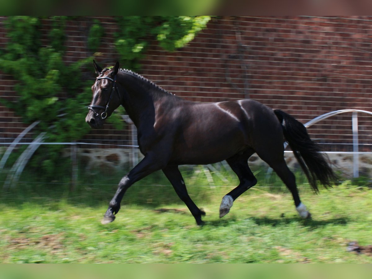 Zwaar warmbloed Ruin 5 Jaar 168 cm Zwart in Zerbst