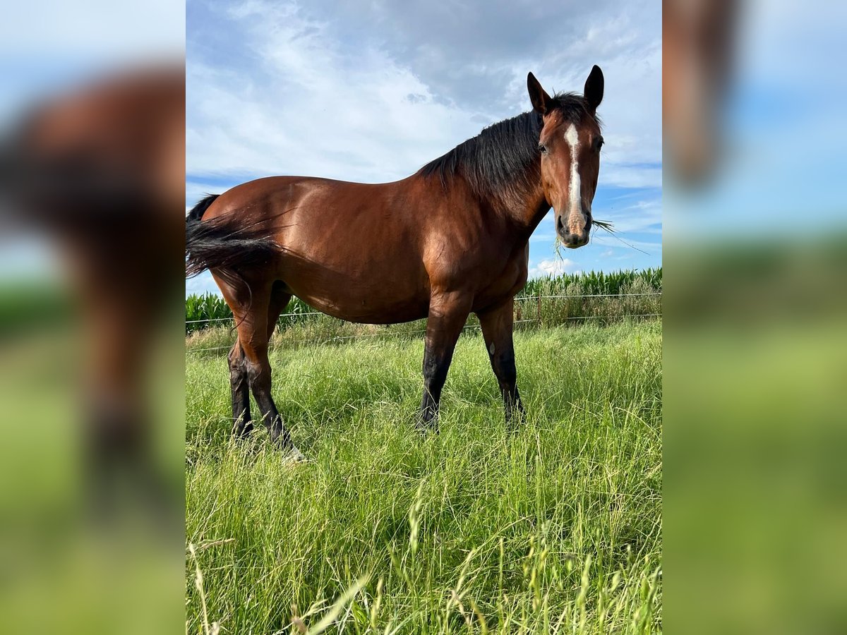 zwaar warmbloed uit Saksen-Thüringen Merrie 10 Jaar 168 cm Donkerbruin in Salzwedel