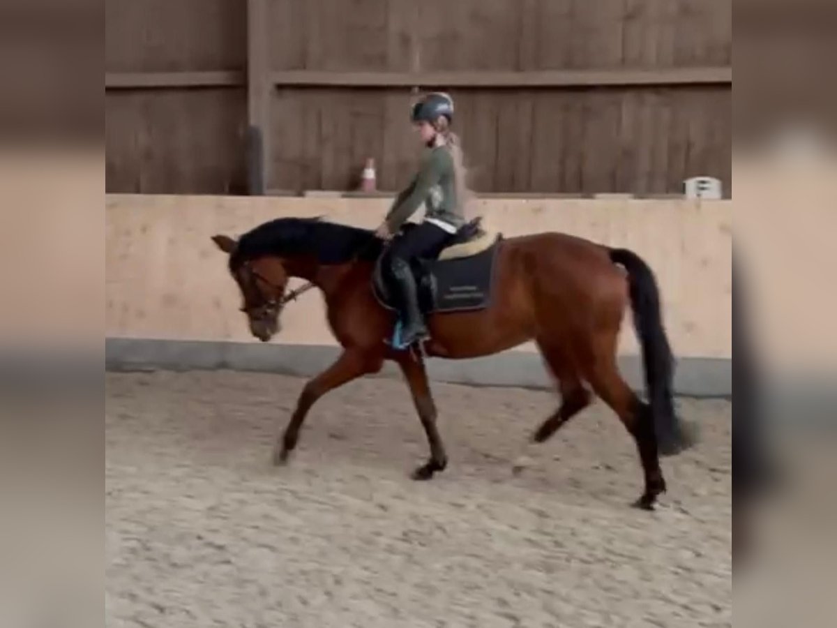 zwaar warmbloed uit Saksen-Thüringen Merrie 4 Jaar 155 cm Bruin in Selb