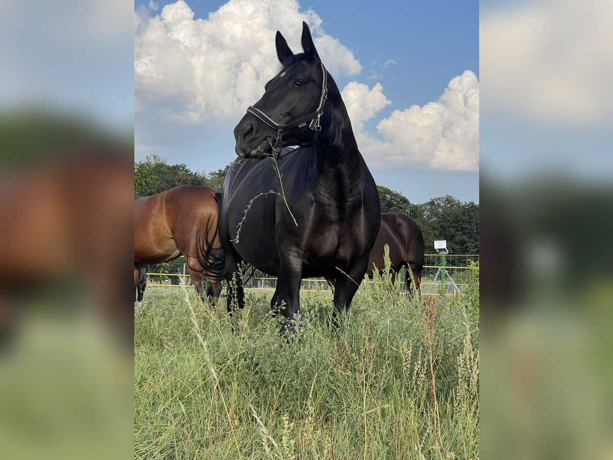 zwaar warmbloed uit Saksen-Thüringen Merrie 9 Jaar 165 cm Zwartbruin in Coswig