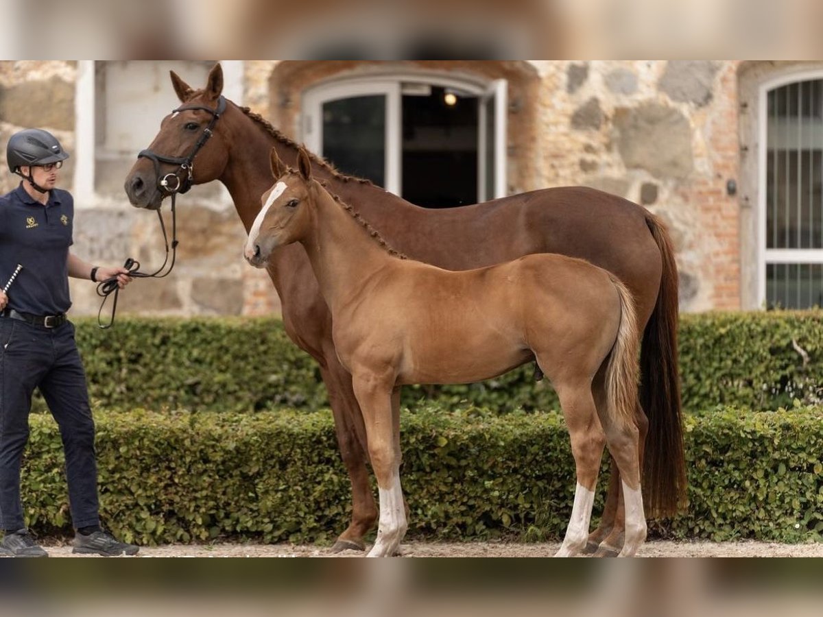 Zweeds warmbloed Hengst 1 Jaar 172 cm Roodvos in Tollarp