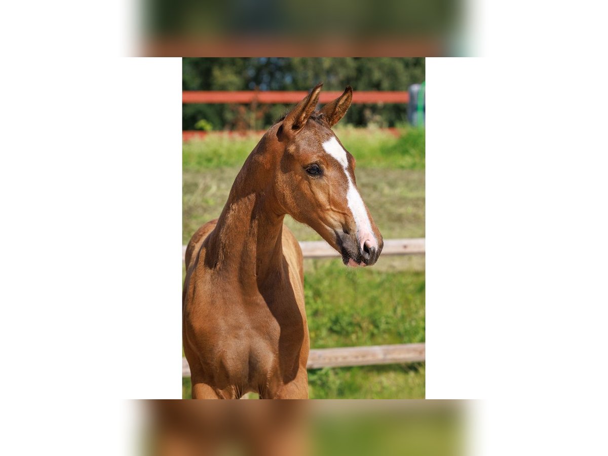 Zweeds warmbloed Hengst Veulen (05/2025) Bruin in Flyinge