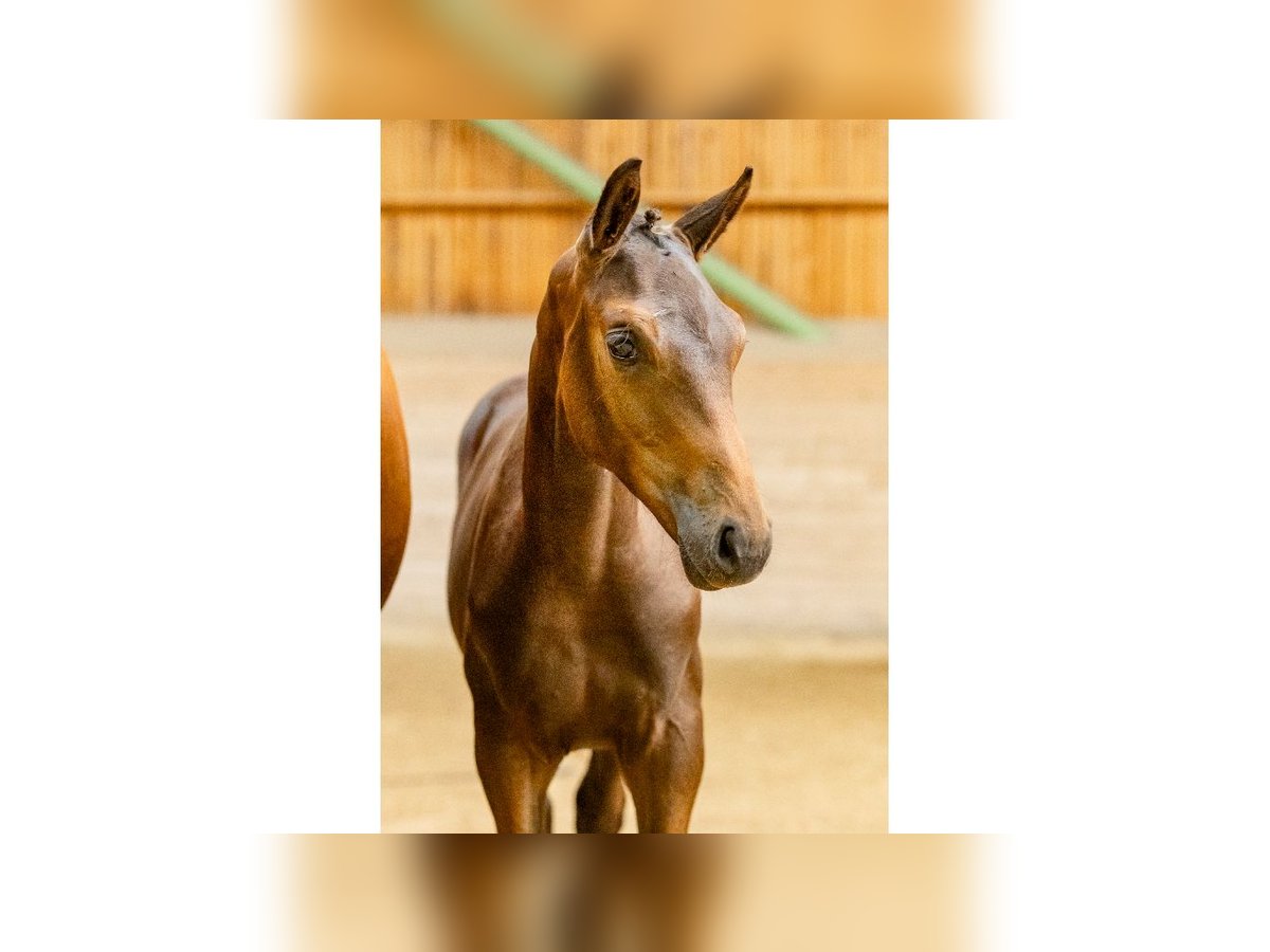 Zweeds warmbloed Hengst Veulen (04/2025) Bruin in Flyinge