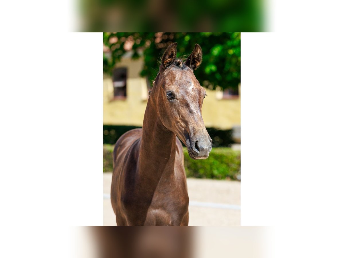 Zweeds warmbloed Hengst Veulen (04/2025) Bruin in Flyinge
