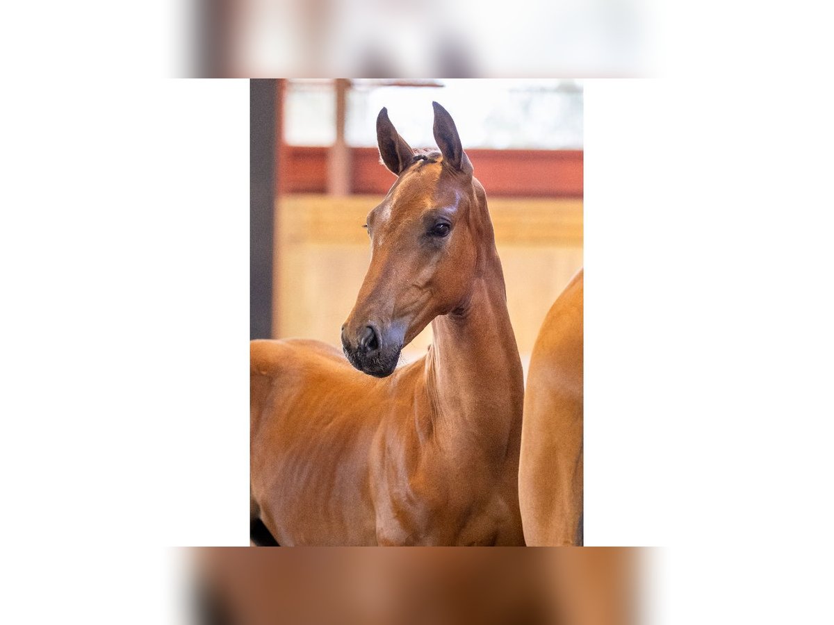 Zweeds warmbloed Hengst Veulen (04/2025) Bruin in Flyinge