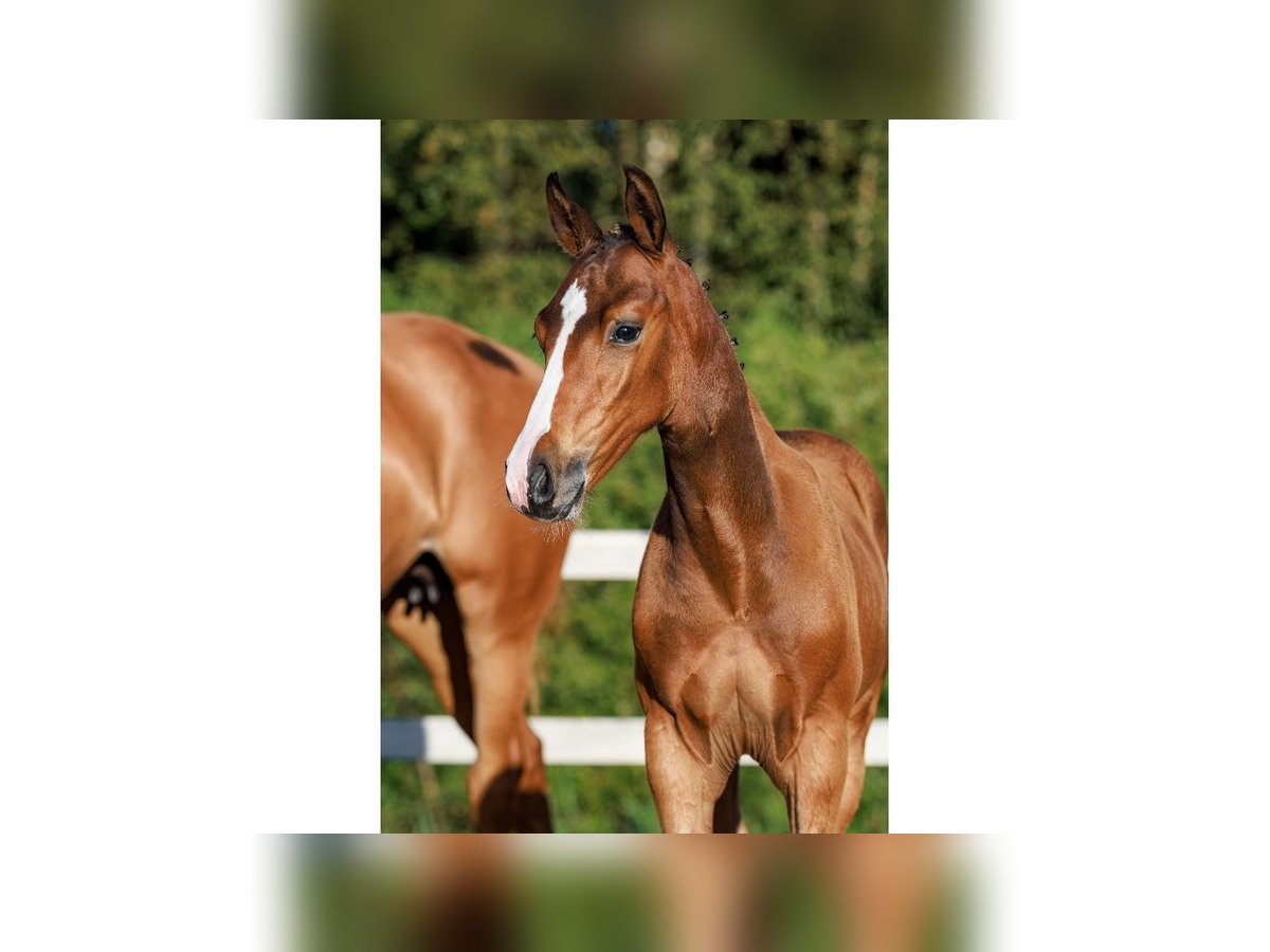 Zweeds warmbloed Hengst Veulen (05/2025) Bruin in Flyinge