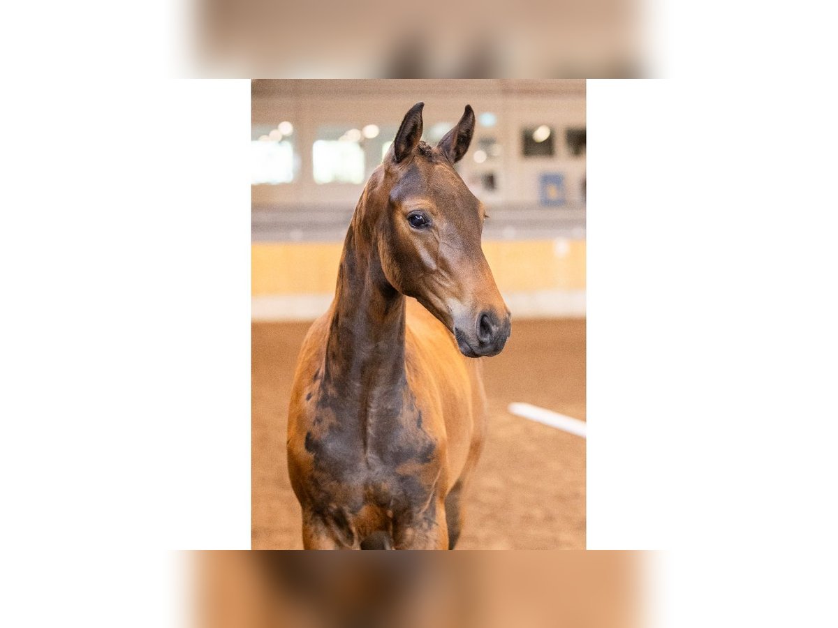 Zweeds warmbloed Hengst Veulen (05/2025) Bruin in Flyinge