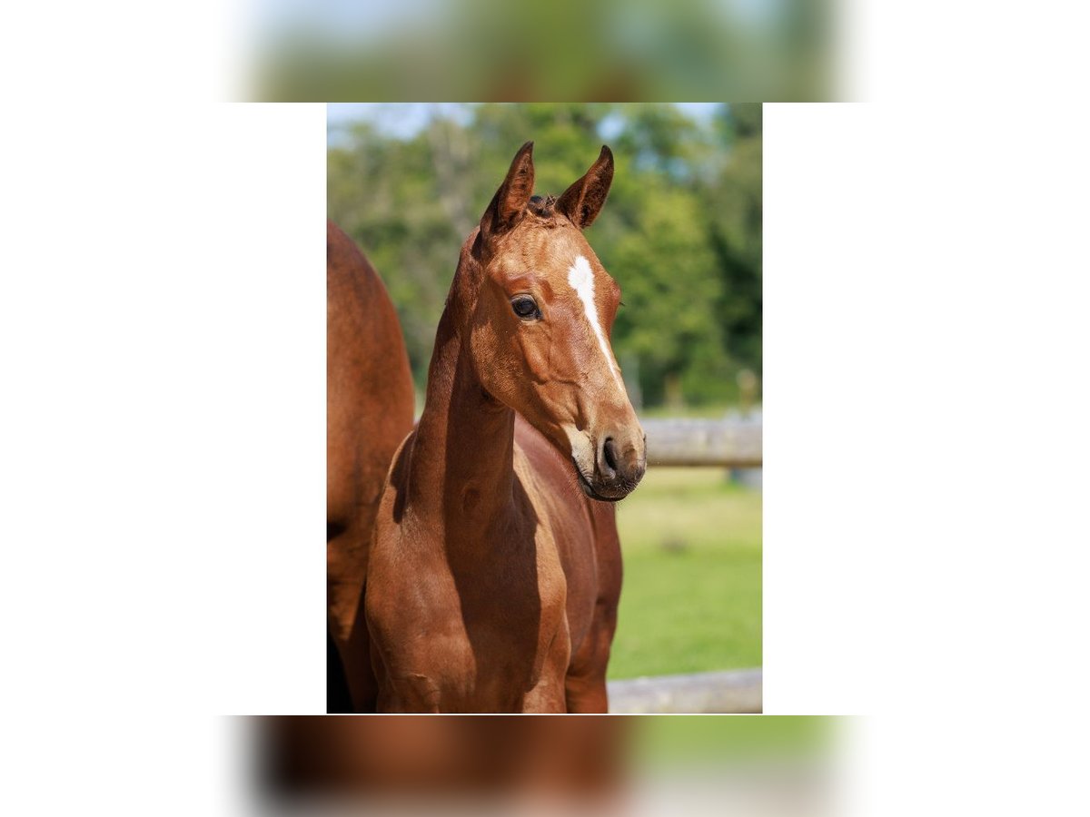 Zweeds warmbloed Hengst Veulen (05/2025) Bruin in Flyinge