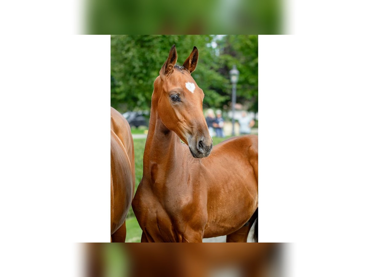 Zweeds warmbloed Hengst Veulen (04/2025) Bruin in Flyinge