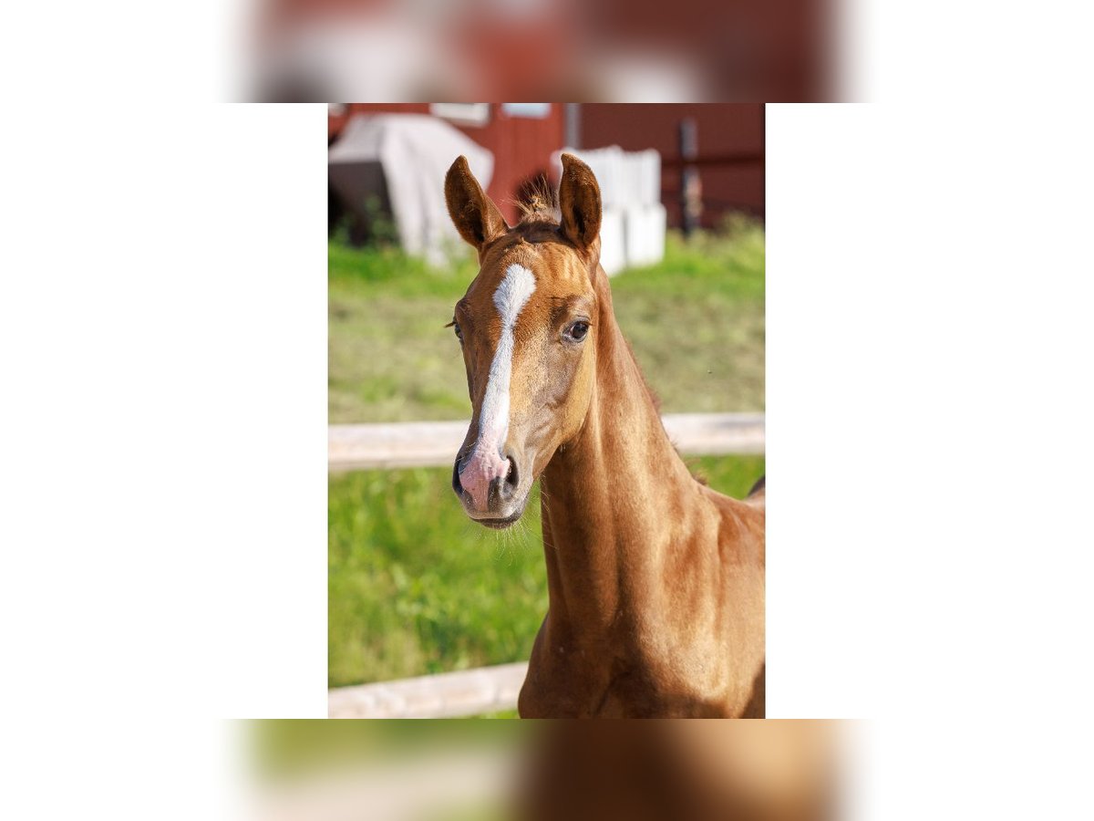 Zweeds warmbloed Hengst Veulen (05/2025) Donkere-vos in Flyinge