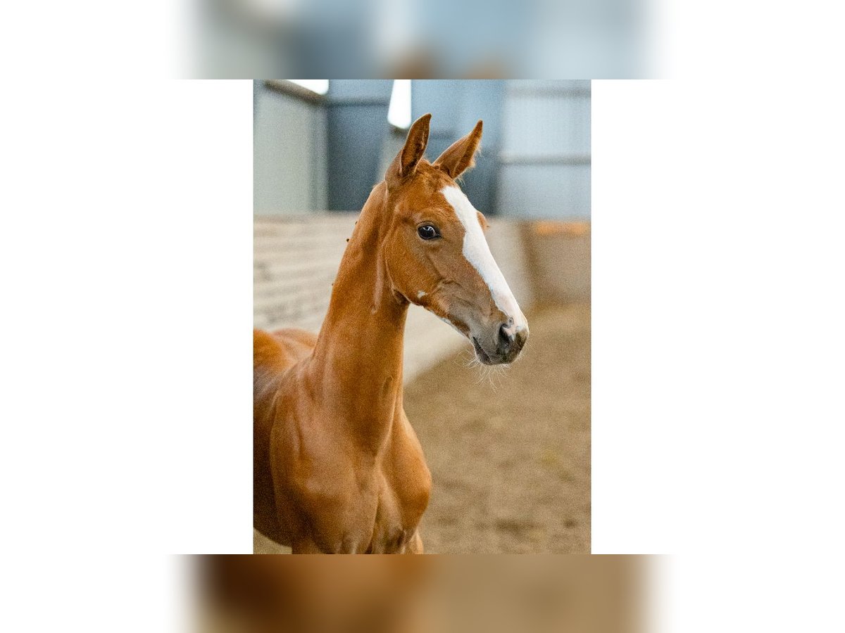 Zweeds warmbloed Hengst Veulen (06/2025) Donkere-vos in Flyinge