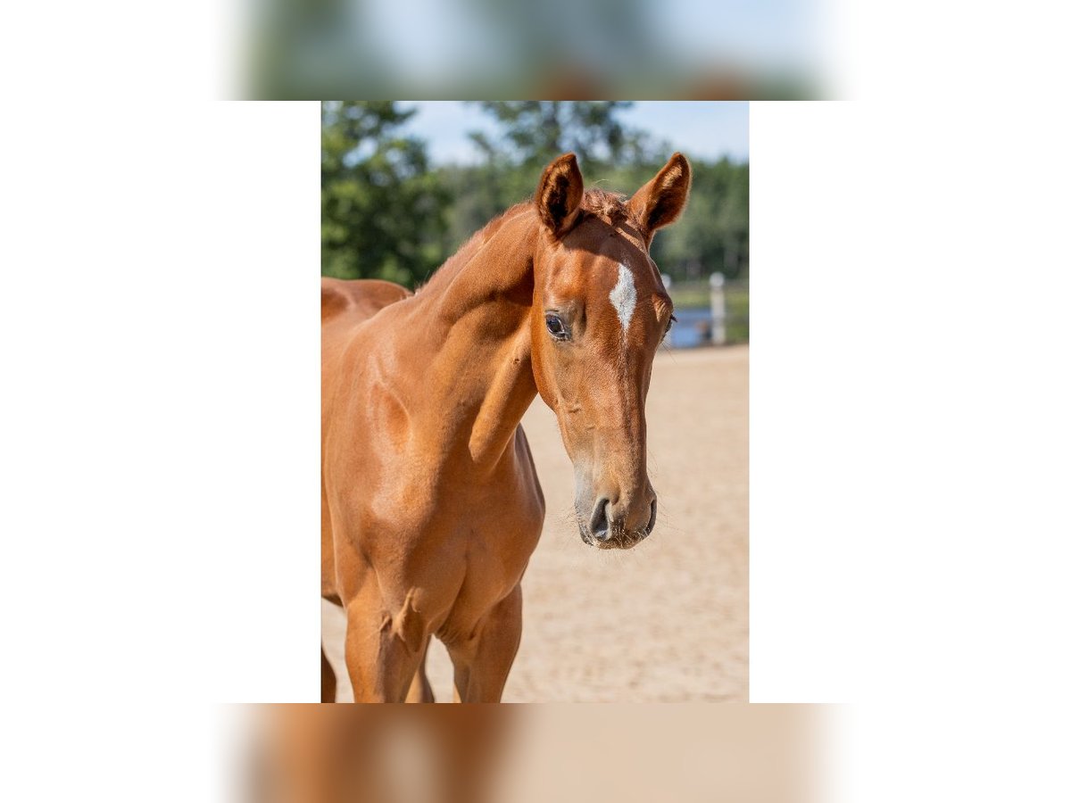 Zweeds warmbloed Hengst Veulen (04/2025) Donkere-vos in Flyinge