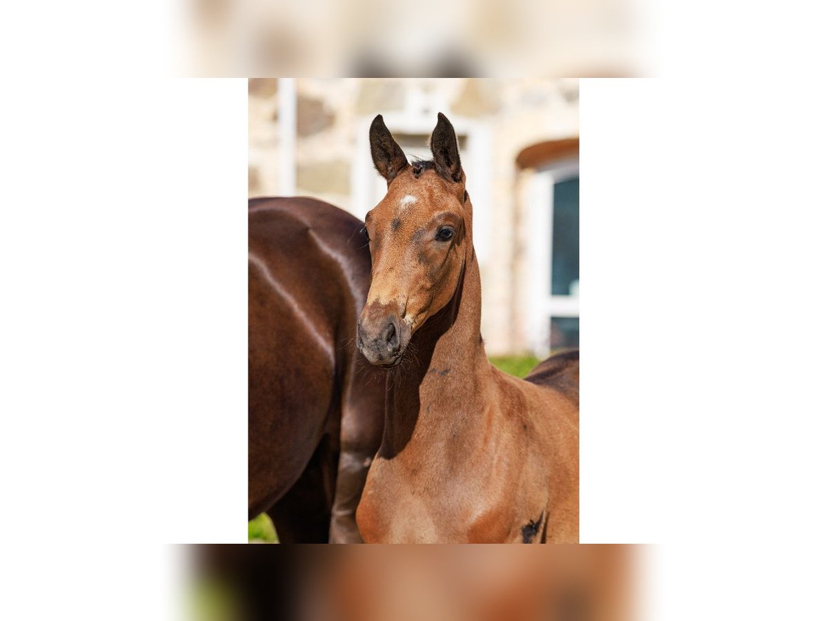 Zweeds warmbloed Hengst Veulen (06/2025) Roodbruin in Flyinge