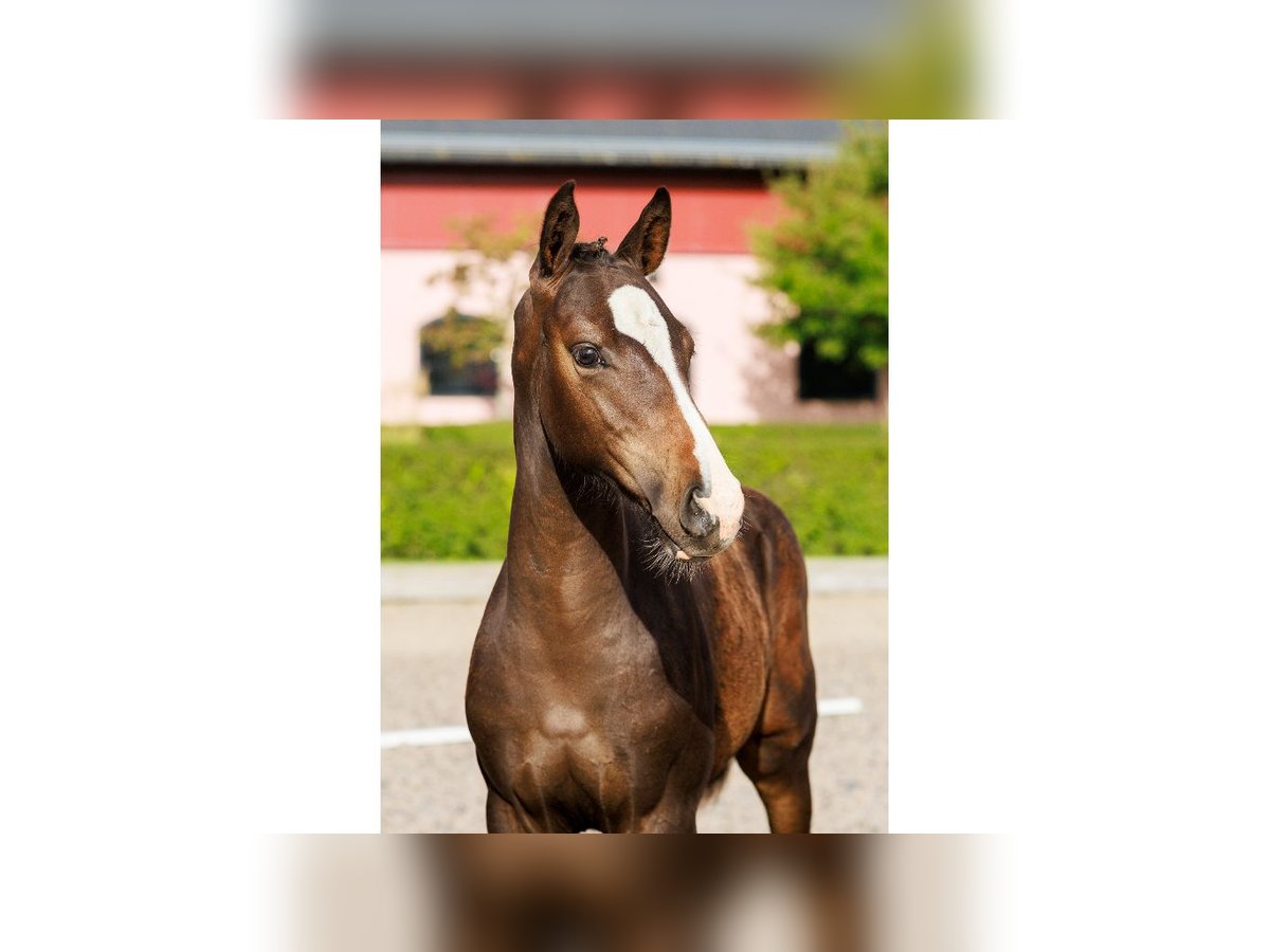 Zweeds warmbloed Hengst Veulen (05/2025) Roodbruin in Flyinge