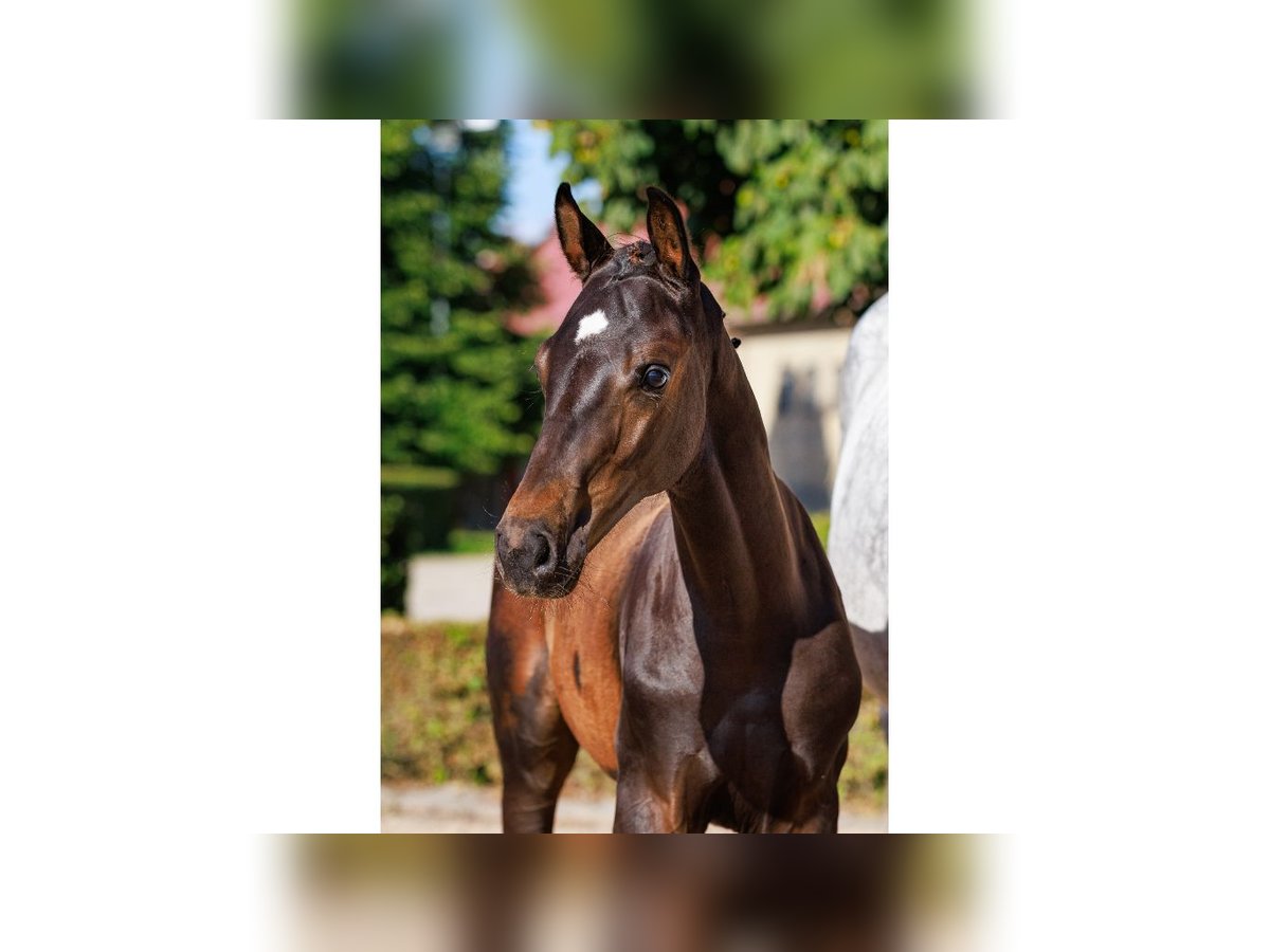 Zweeds warmbloed Hengst Veulen (05/2025) Roodbruin in Flyinge