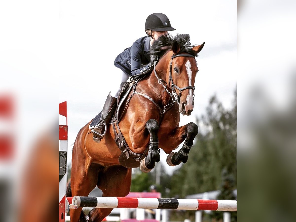 Zweeds warmbloed Merrie 10 Jaar Roodbruin in Meterik