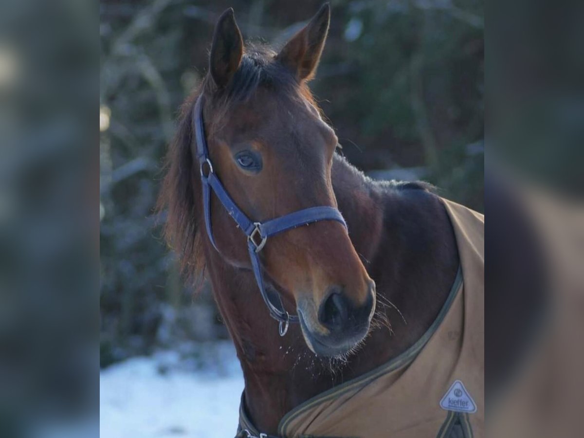 Zweeds warmbloed Merrie 11 Jaar 165 cm Donkerbruin in Weilheim in Oberbayern