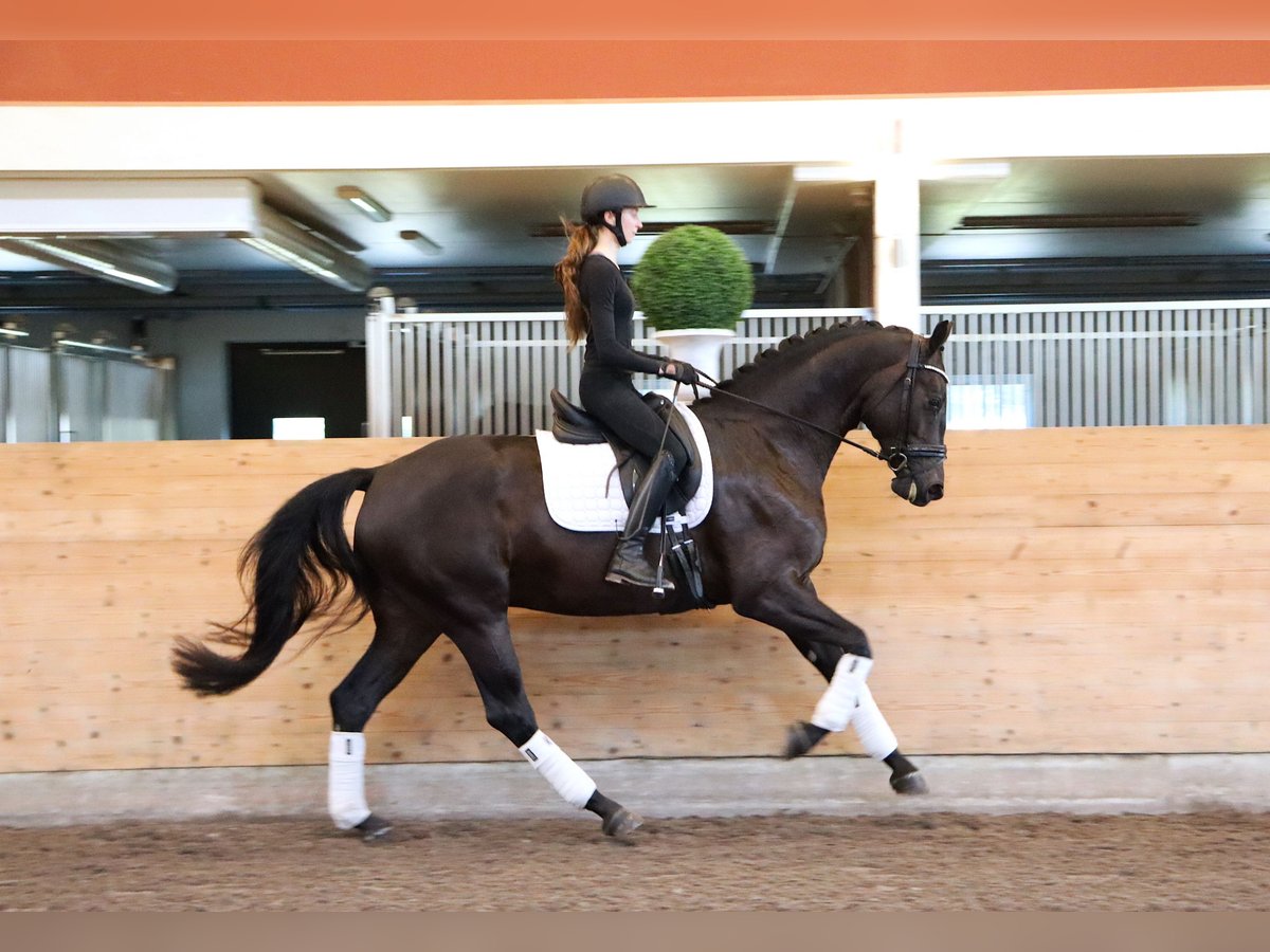 Zweeds warmbloed Merrie 4 Jaar 173 cm Zwart in Stora Sundby