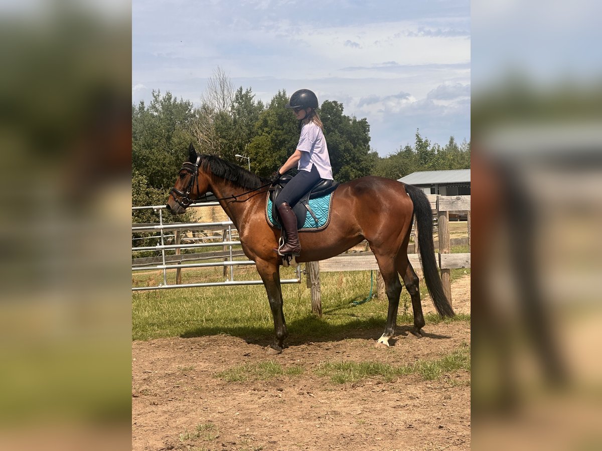 Zweeds warmbloed Mix Merrie 5 Jaar 153 cm Bruin in Leipzig
