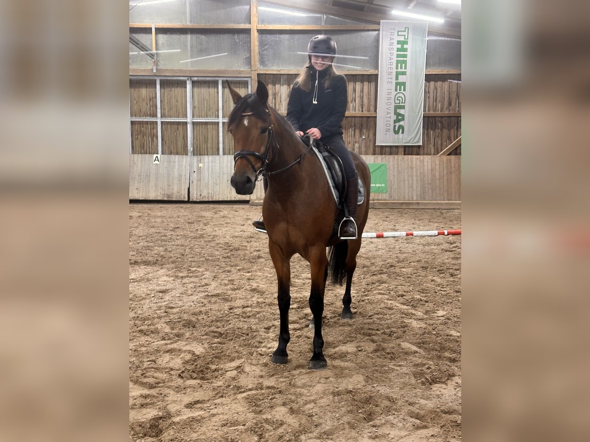 Zweeds warmbloed Mix Merrie 5 Jaar 157 cm Bruin in Leipzig