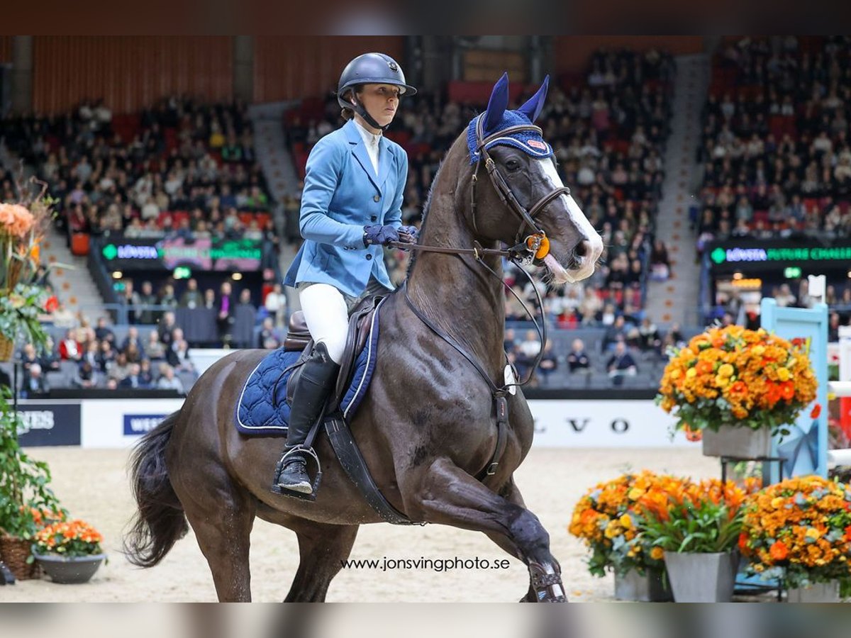 Zweeds warmbloed Merrie 7 Jaar 163 cm Donkerbruin in Halmstad