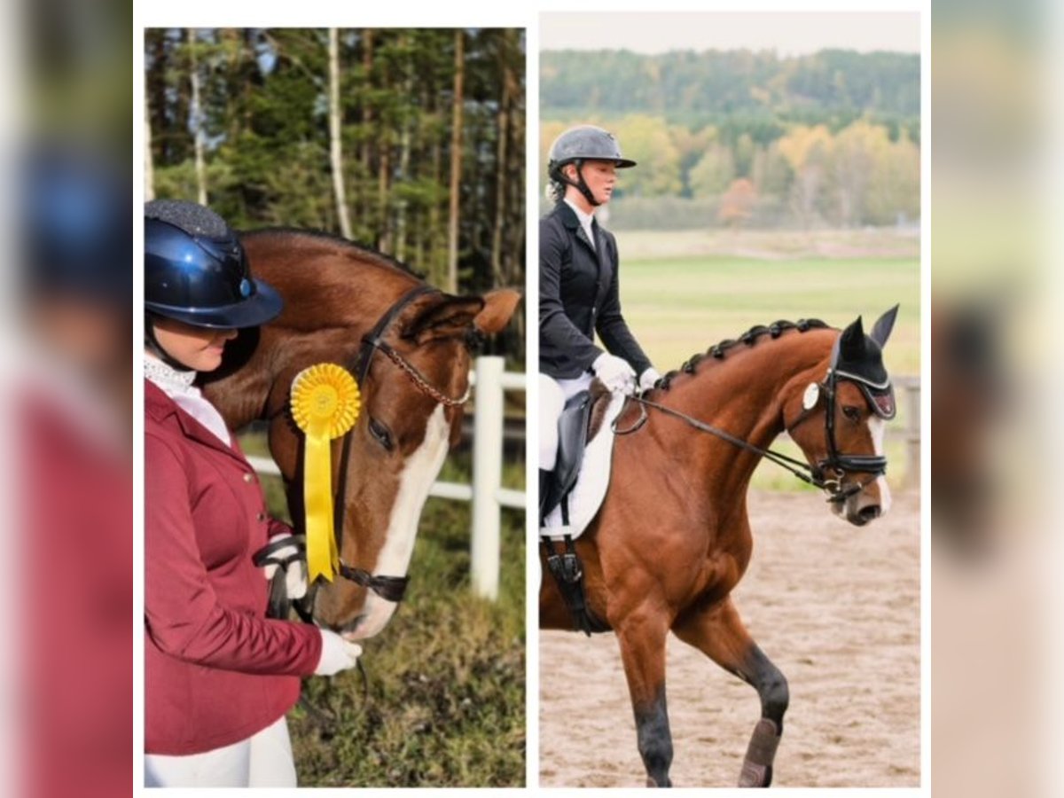 Zweeds warmbloed Merrie 8 Jaar 164 cm Bruin in Sweden, Karlstad