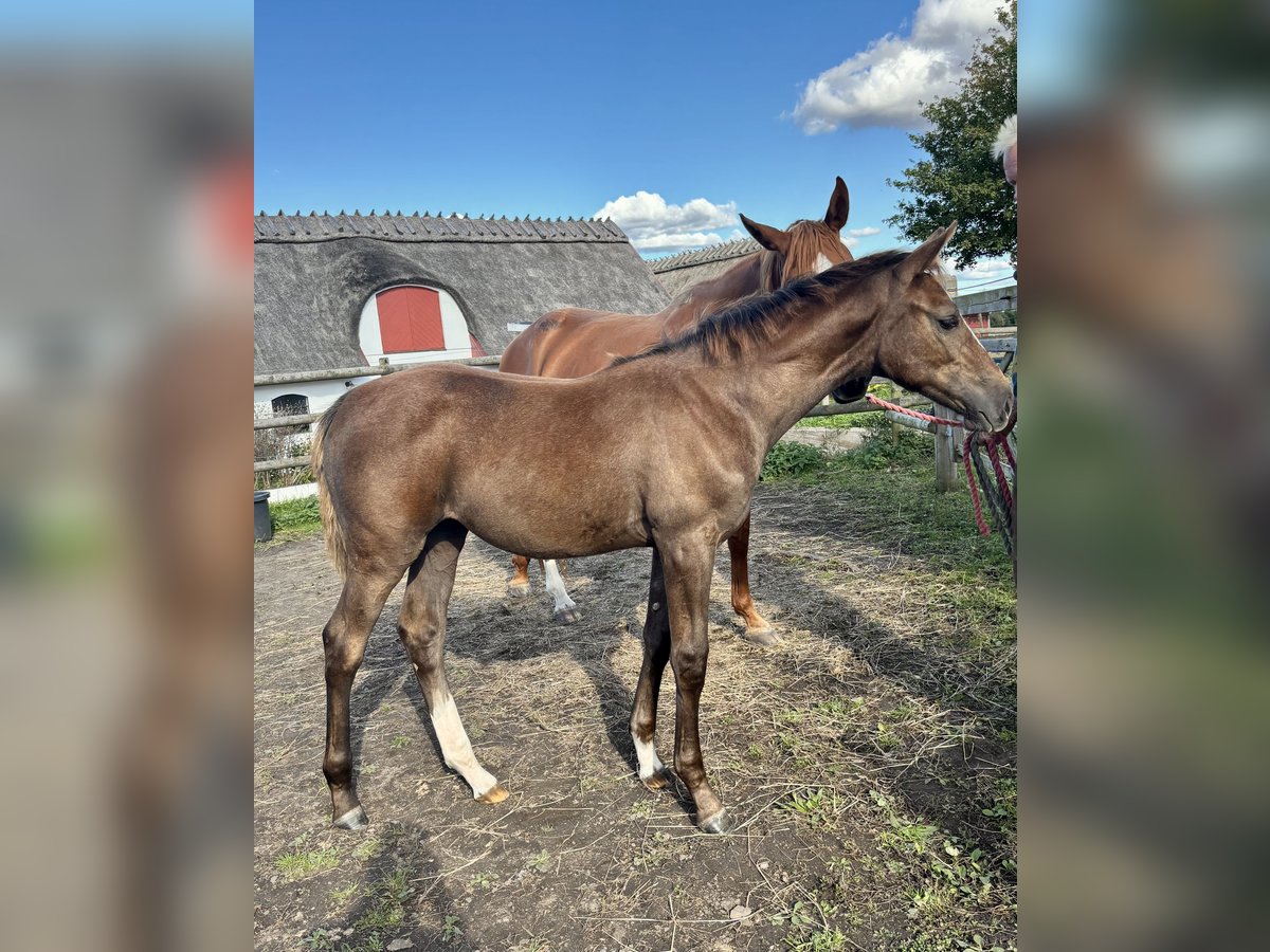 Zweeds warmbloed Merrie Veulen (05/2025) 168 cm Schimmel in Lund