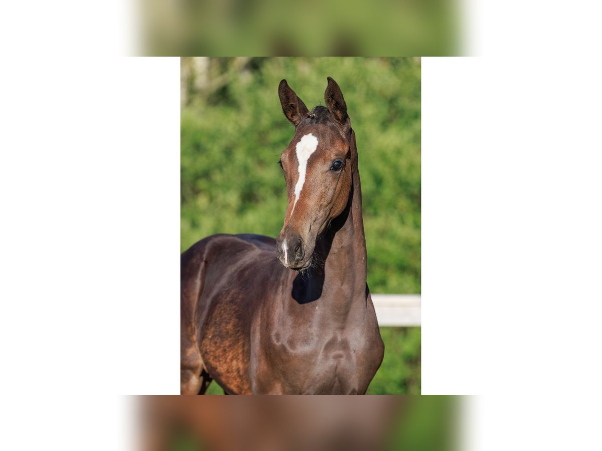 Zweeds warmbloed Merrie Veulen (04/2025) Bruin in Flyinge