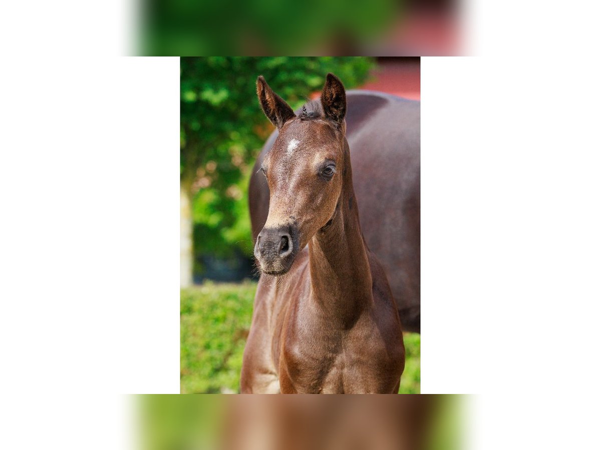 Zweeds warmbloed Merrie Veulen (07/2025) Bruin in Flyinge