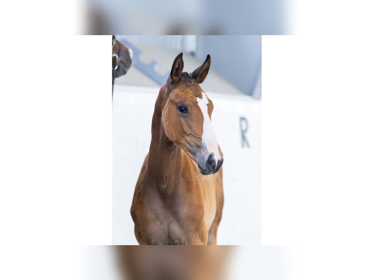 Zweeds warmbloed Merrie Veulen (05/2025) Bruin in Flyinge