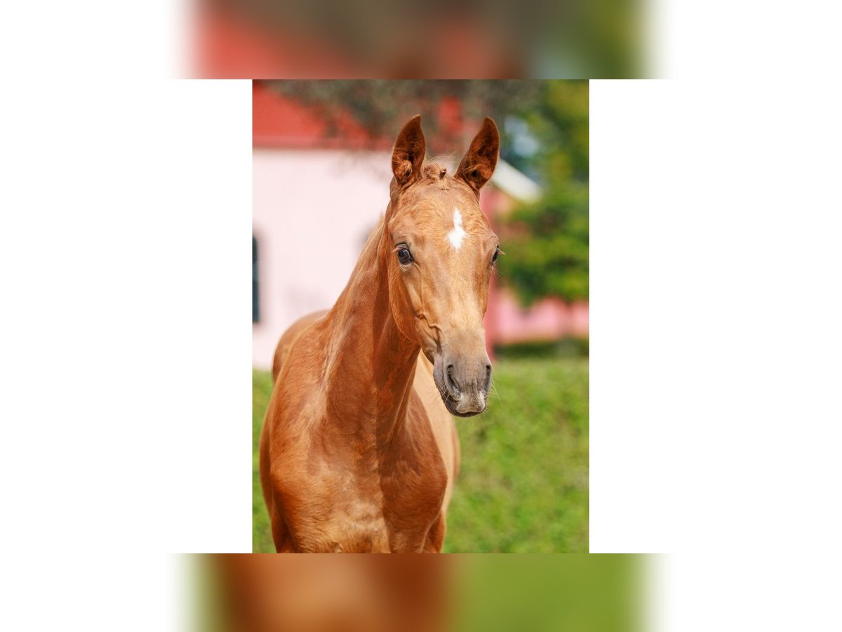 Zweeds warmbloed Merrie Veulen (05/2025) Donkere-vos in Flyinge