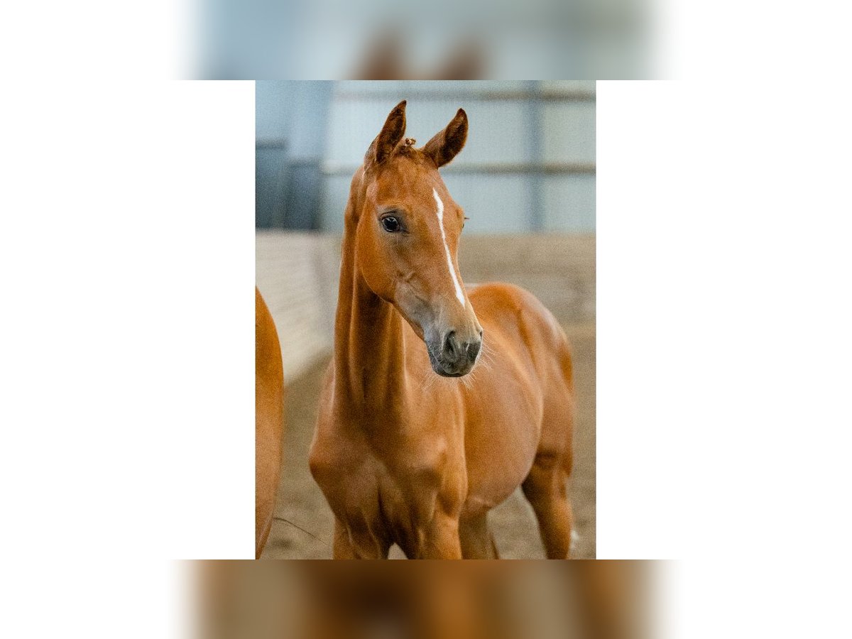 Zweeds warmbloed Merrie Veulen (04/2025) Donkere-vos in Flyinge