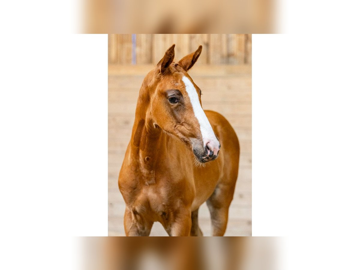 Zweeds warmbloed Merrie Veulen (06/2025) Donkere-vos in Flyinge