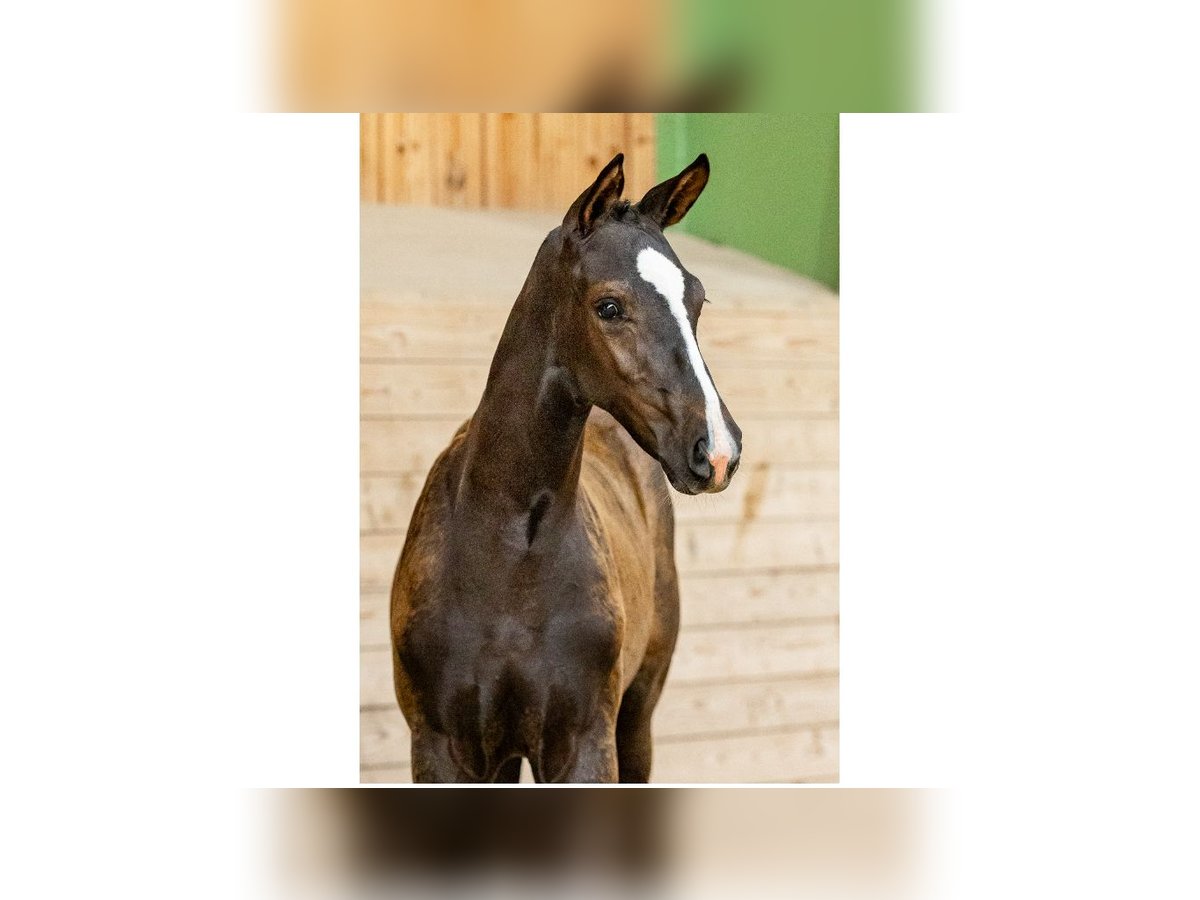 Zweeds warmbloed Merrie Veulen (05/2025) in Flyinge