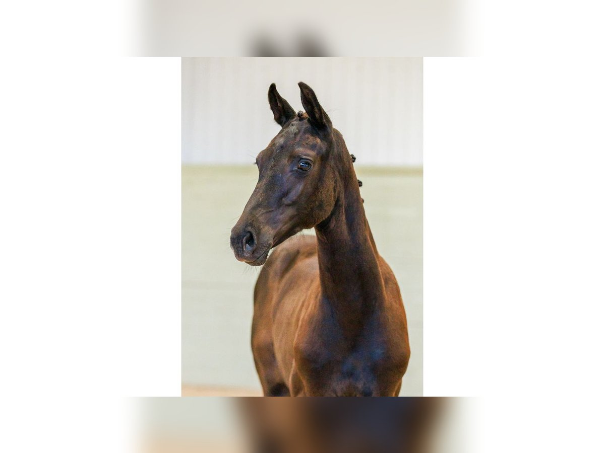 Zweeds warmbloed Merrie Veulen (04/2025) Roodbruin in Flyinge