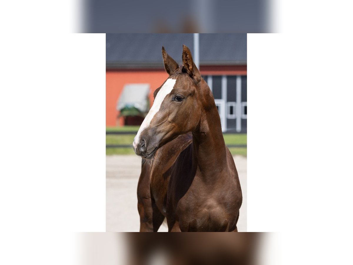Zweeds warmbloed Merrie Veulen (05/2025) in Flyinge